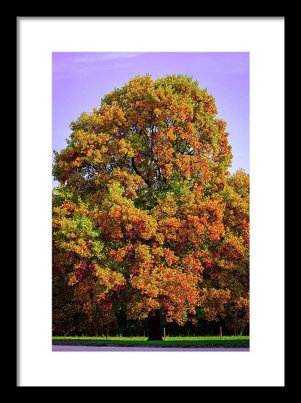 Nature In The Autumn  - Framed Print