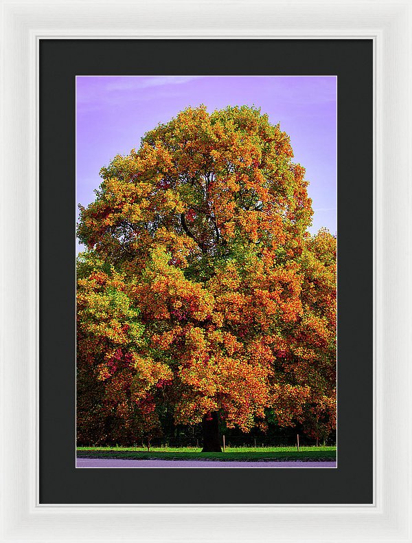 Nature In The Autumn  - Framed Print