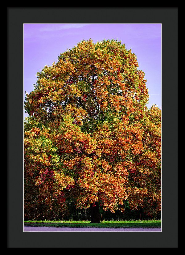 Nature In The Autumn  - Framed Print