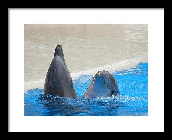 When Dolphins Dance - Framed Print